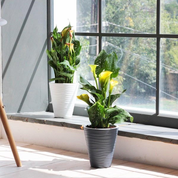 Кашпо для цветов пластиковое 2,8л d-17см "Валенсия" со вставкой белый