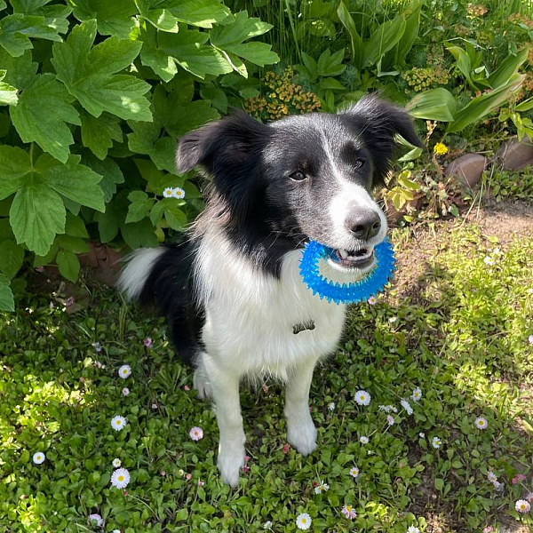 Игрушка-массажёр для собак "Кольцо". Диаметр 8,5 см.