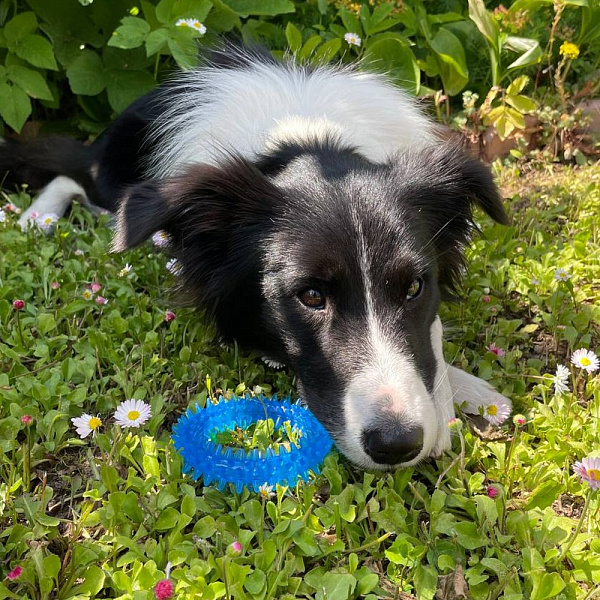 Игрушка-массажёр для собак "Кольцо". Диаметр 8,5 см.