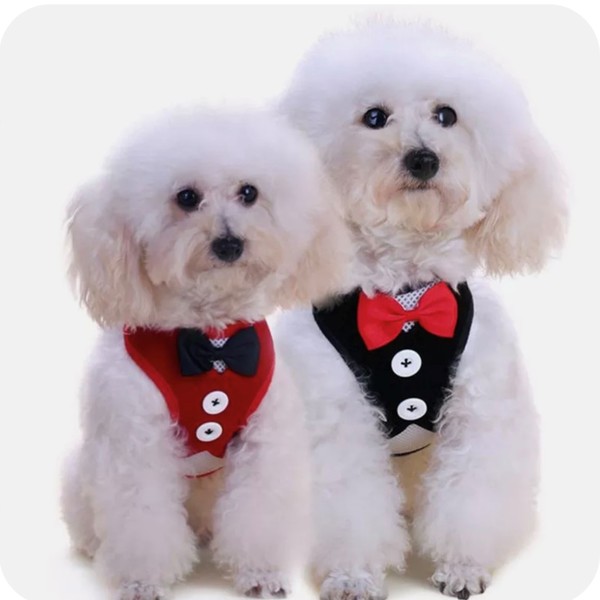 Шлейка с поводком для мелких пород собак и кошек "LAPUSIK", цвет красный, размер L